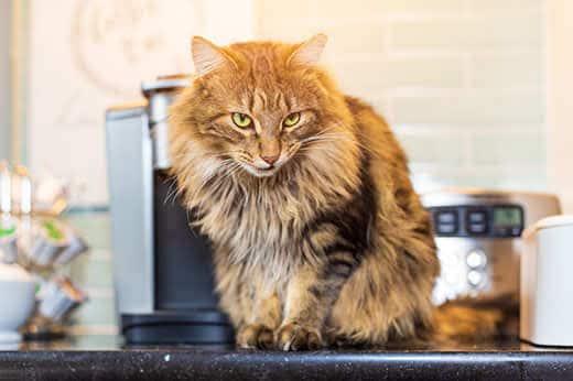 A longhair brown tabby cat with funny facial expression is sitting on a kitchen counter and looking down to a photographer
