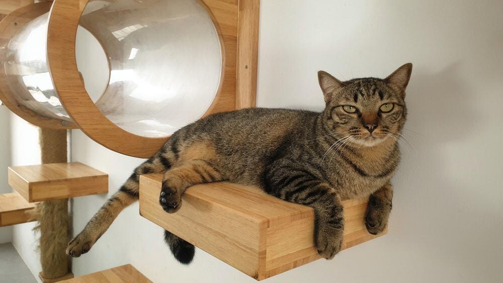A young tabby cat restin