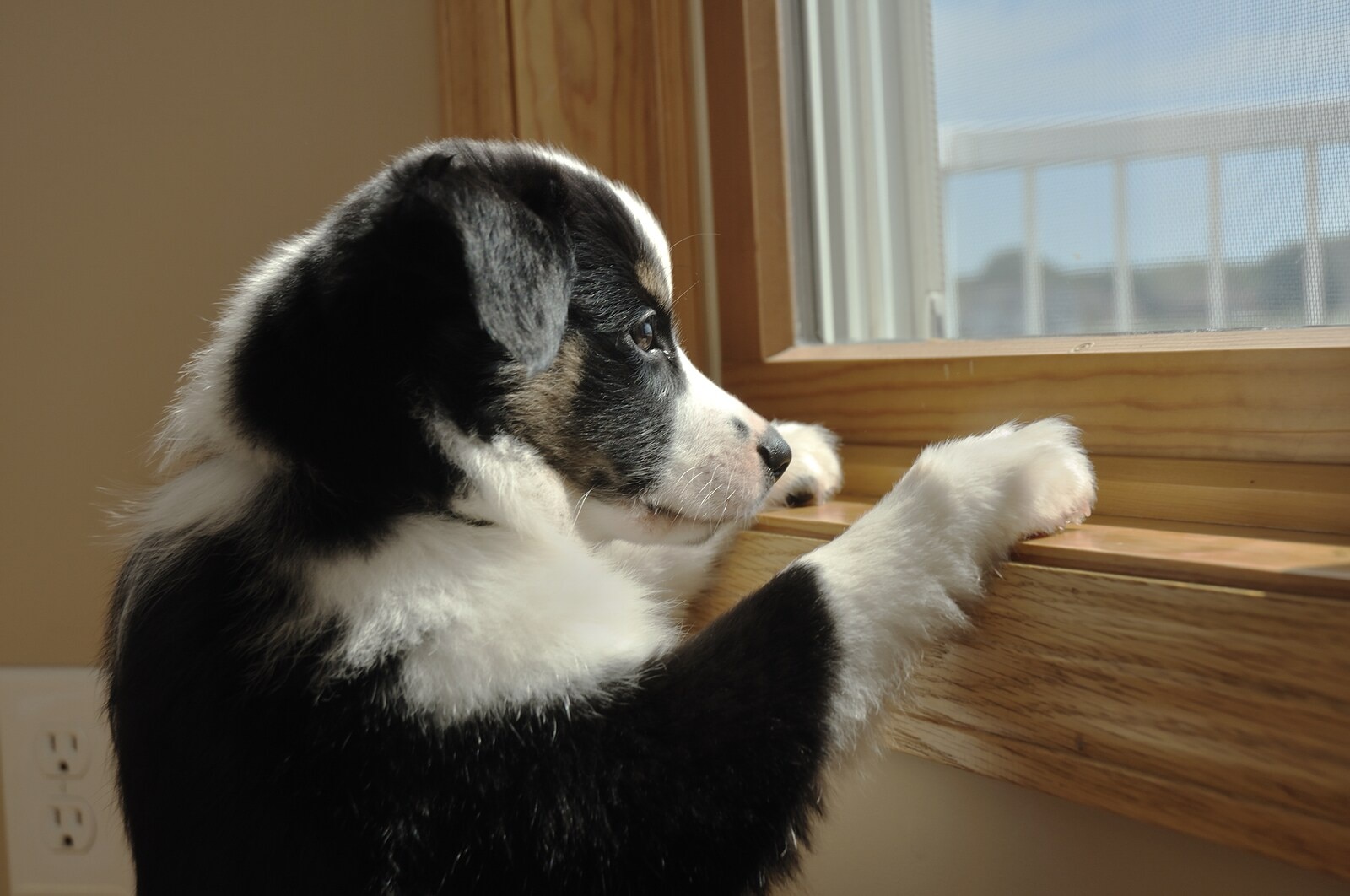 Australian Shepherd puppy standing staring out window