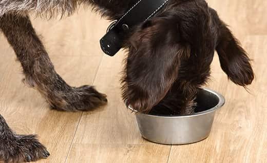 Black dog eating food from a bowl on the floor