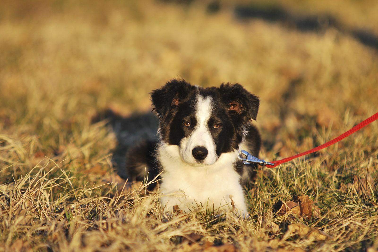 border-collie-on-leash-in-field Black and white border collie on red leash lays in a field.