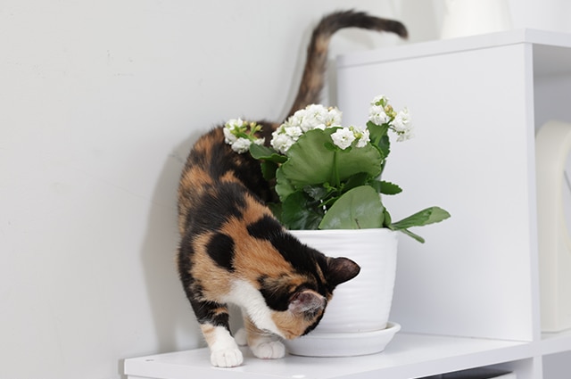 Cat at home and a potted plant next to it