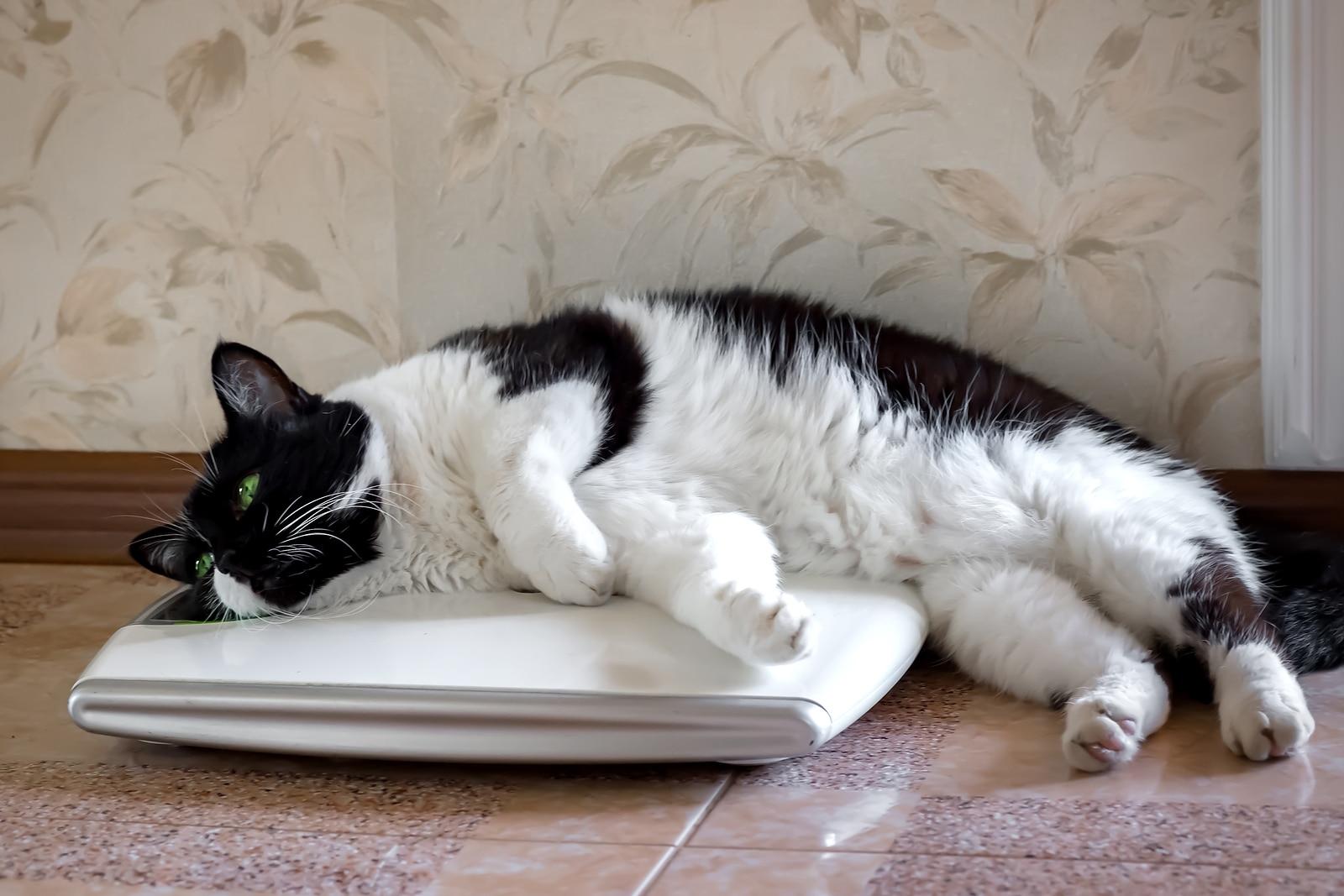 Cat lays on weight.