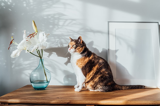 Cat on a wooden table next to a vase with white lilies Cat on a wooden table next to a vase with white lilies
