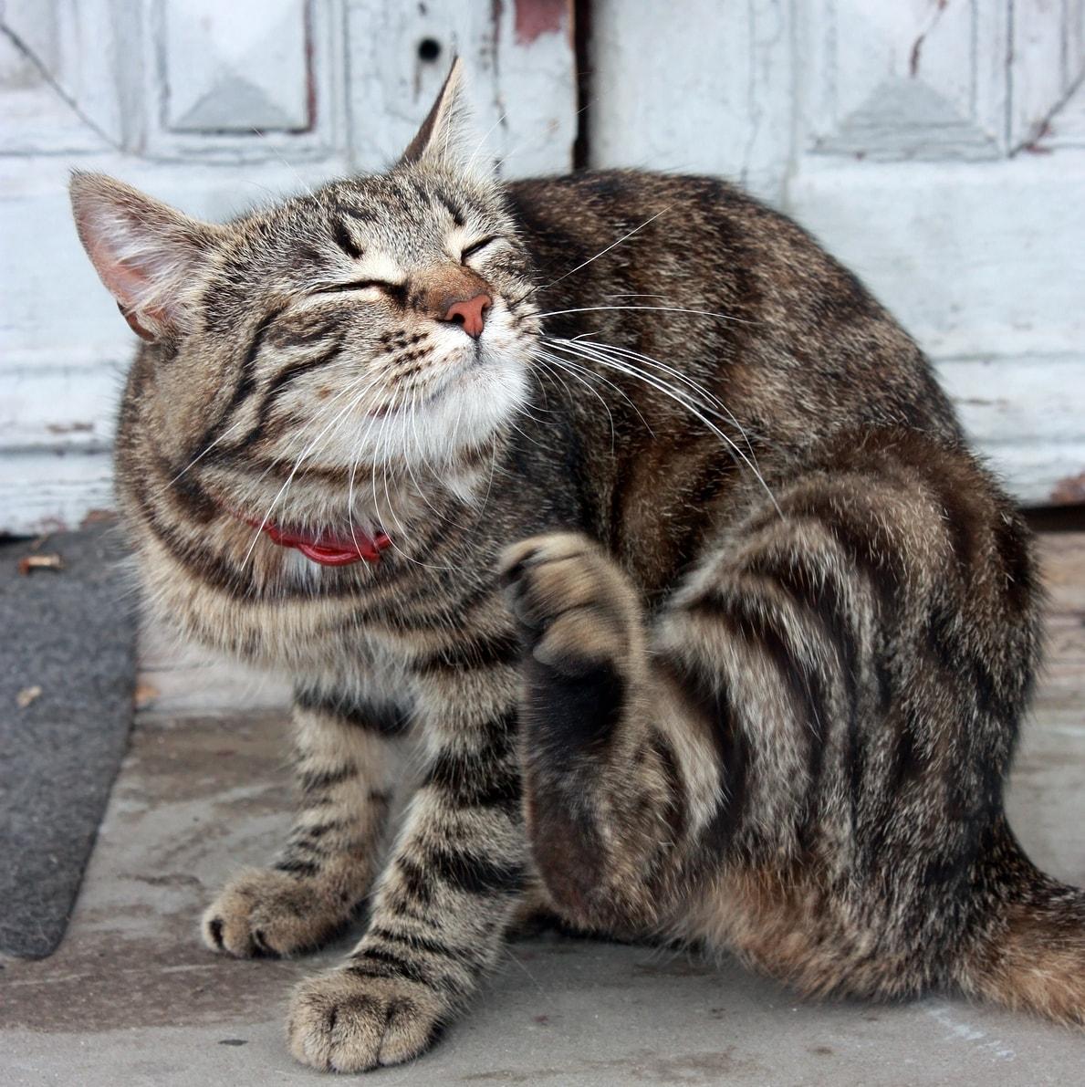 Striped cat in red collar scratches ear.