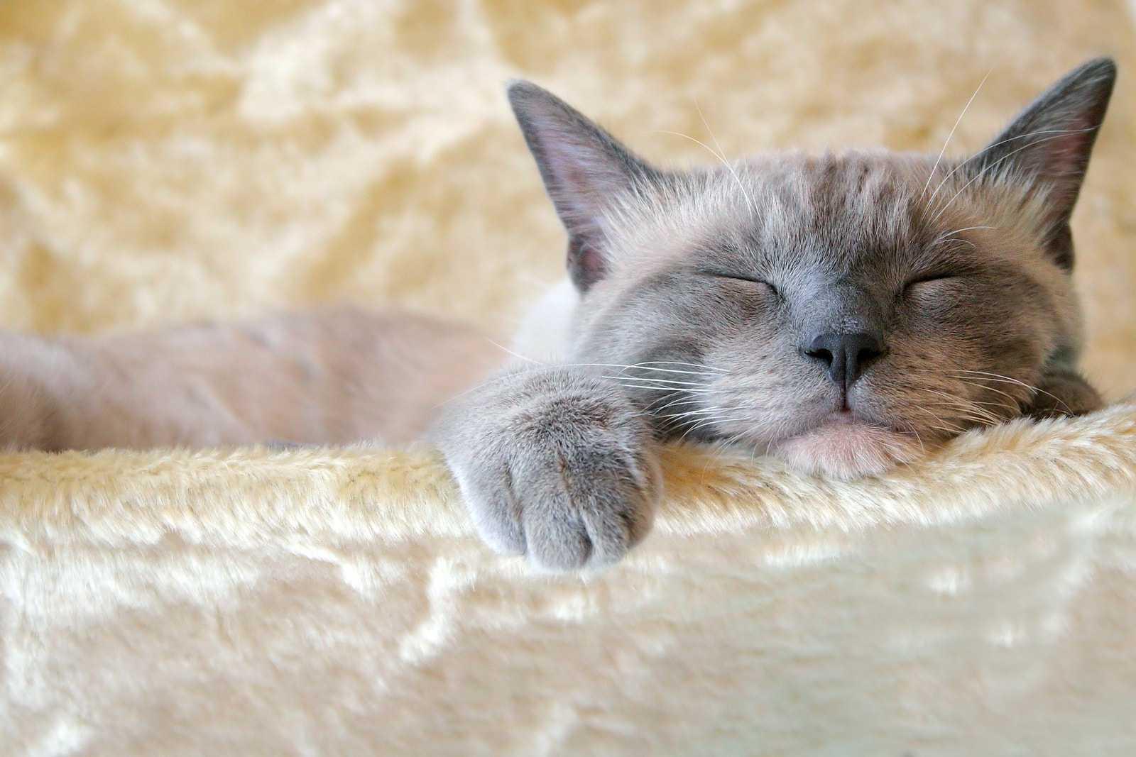 Cat sleeping in a yellow fuzzy cat bed.
