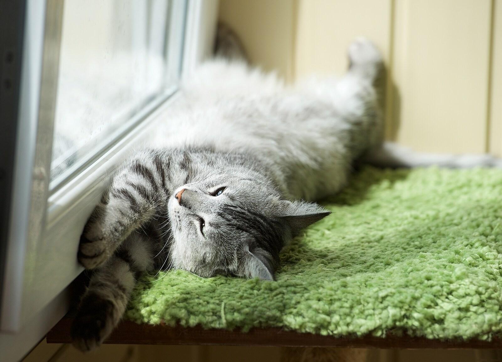 Cat stretched out in front of a window on green carpet.