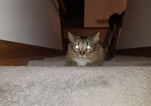 Cat eyes glowing in dark in low lighting.