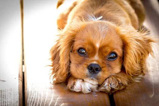 cavalier-king-charles-puppy-in-downward-dog-SW Cavalier King Charles puppy in downward dog position on deck.