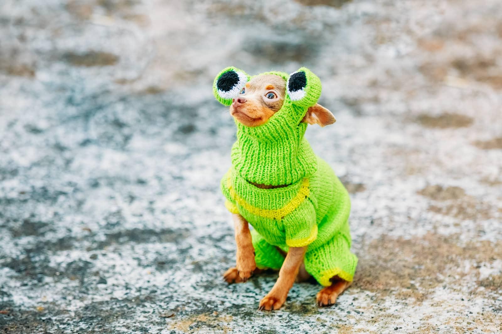 Small, brown Chihuahua dressed in a knitted frog costume.