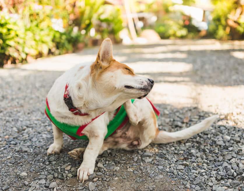 Corgi in green sweater scratches ear.