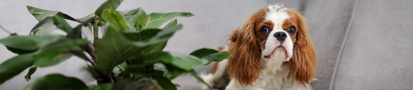 Dog at home with a plant next to him