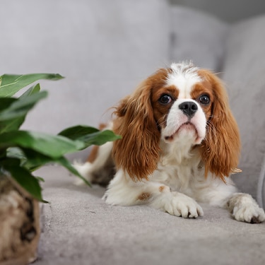Dog at home with a plant next to him