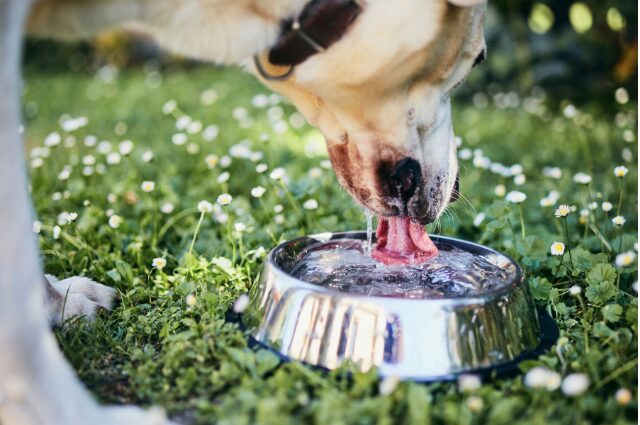 Dog drinking water outside