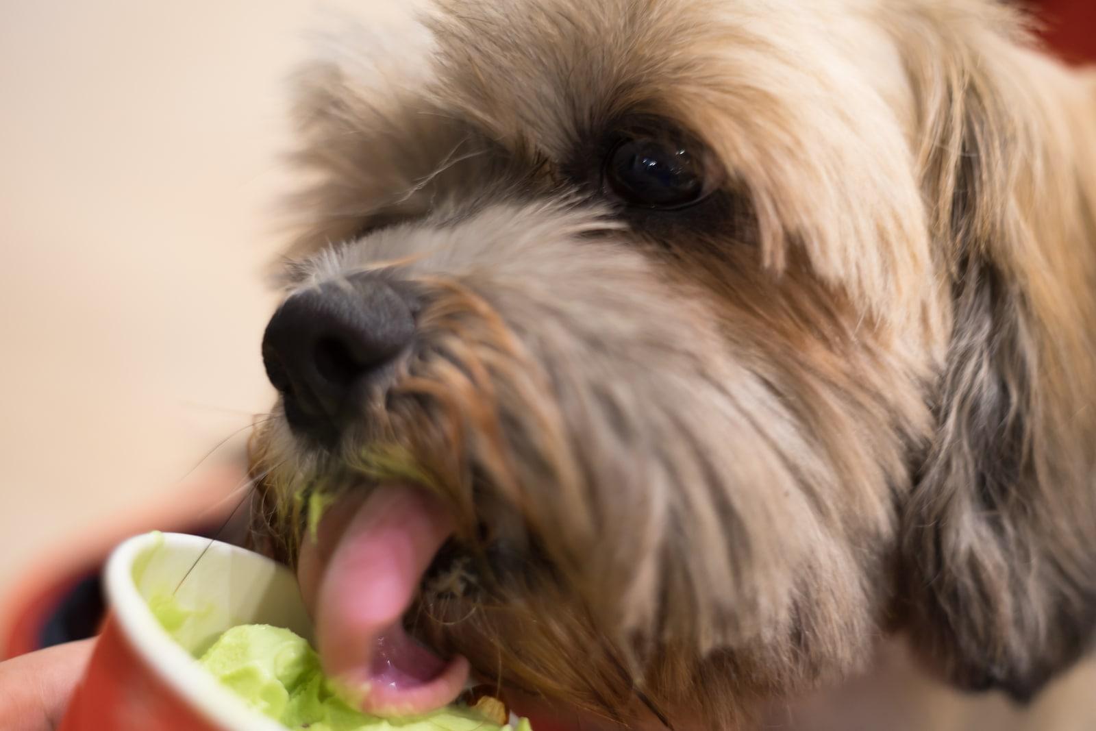 Close up of Shih Tzu dog is eating an ice cream.