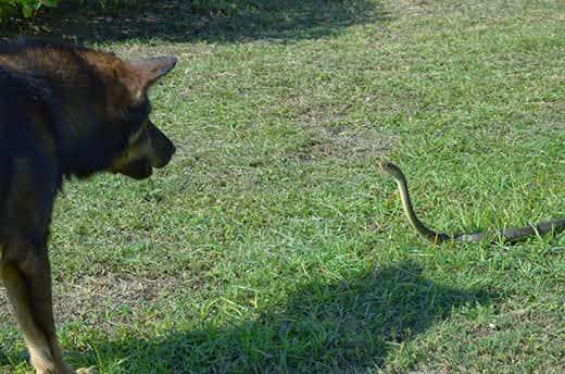 dog-growls-at-large-rat-snake-SW Dog growls at a large rat snake in the grass.