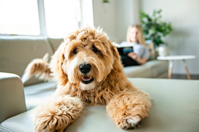 Dog lying on the sofa in the house with its owner in the background