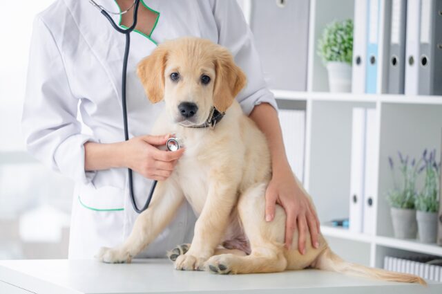 Dog receiving a veterinary checkup