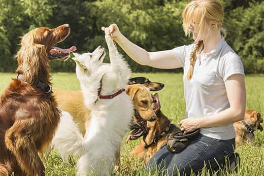 Dog trainer trains puppy to sit up and beg