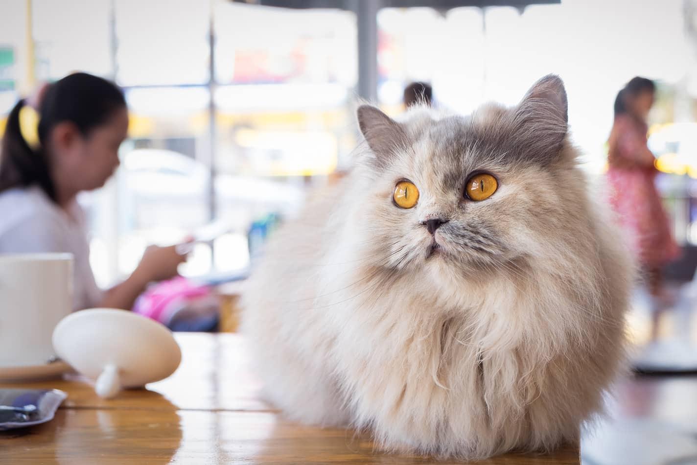 Fluffy white and gray cat sitting on wood table in cat cafe