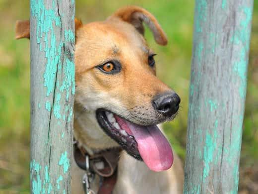 Golden dog with tongue stands between to fence posts with turquoise paint chips