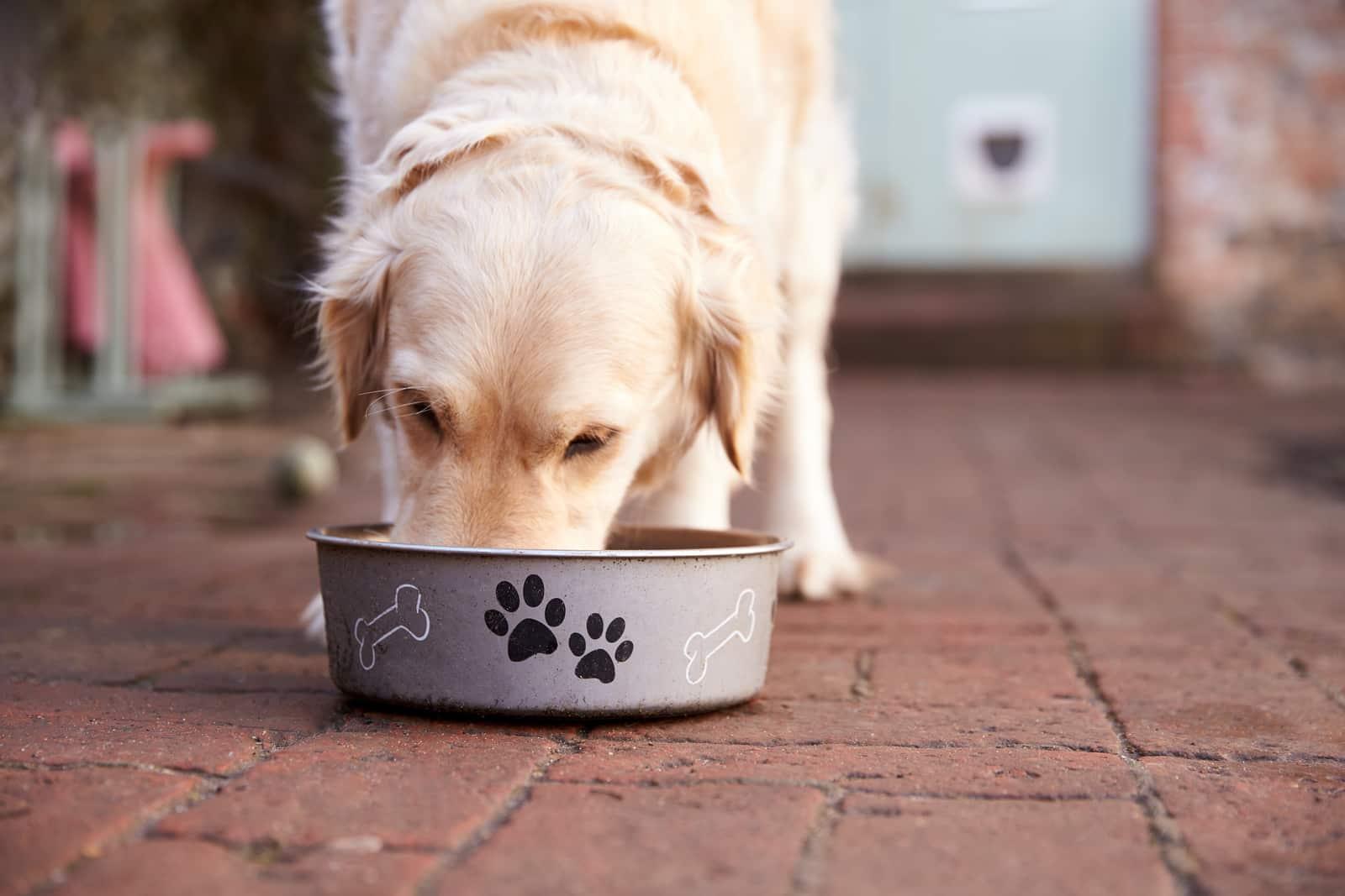 golden-retriever-eating-out-of-bowl-SW Golden retriever eats out of white dog food bowl on deck