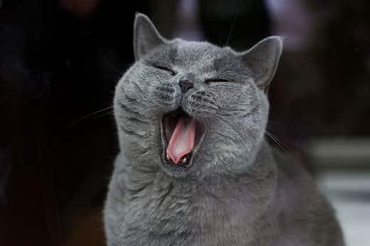 Yawing cat has bad beath.