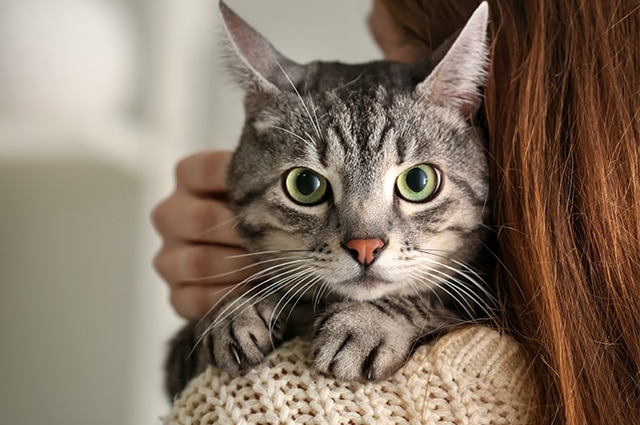 A close-up of a grey tabby cat with large green eyes looking directly at the camera while resting its paws on the shoulder of a person with long, reddish-brown hair.