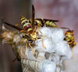 Hornet
