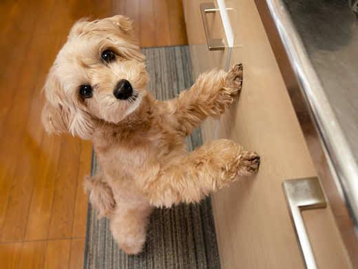 Golden hybrid dog standing on hindlegs looking up toward kitchen countertop.