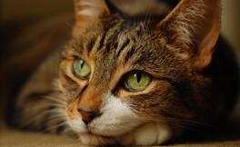 Cat image