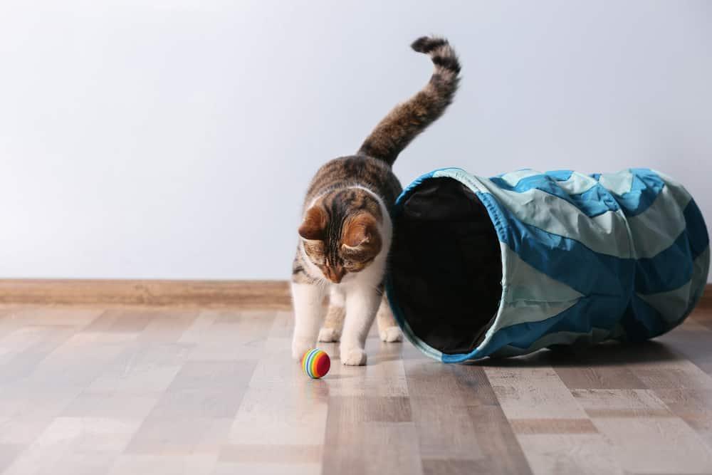 Cat pawing at a small ball outside a cat tunnel.