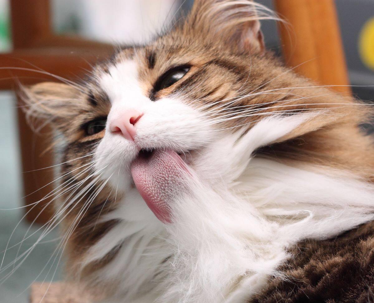 Long-haired cat grooms itself.