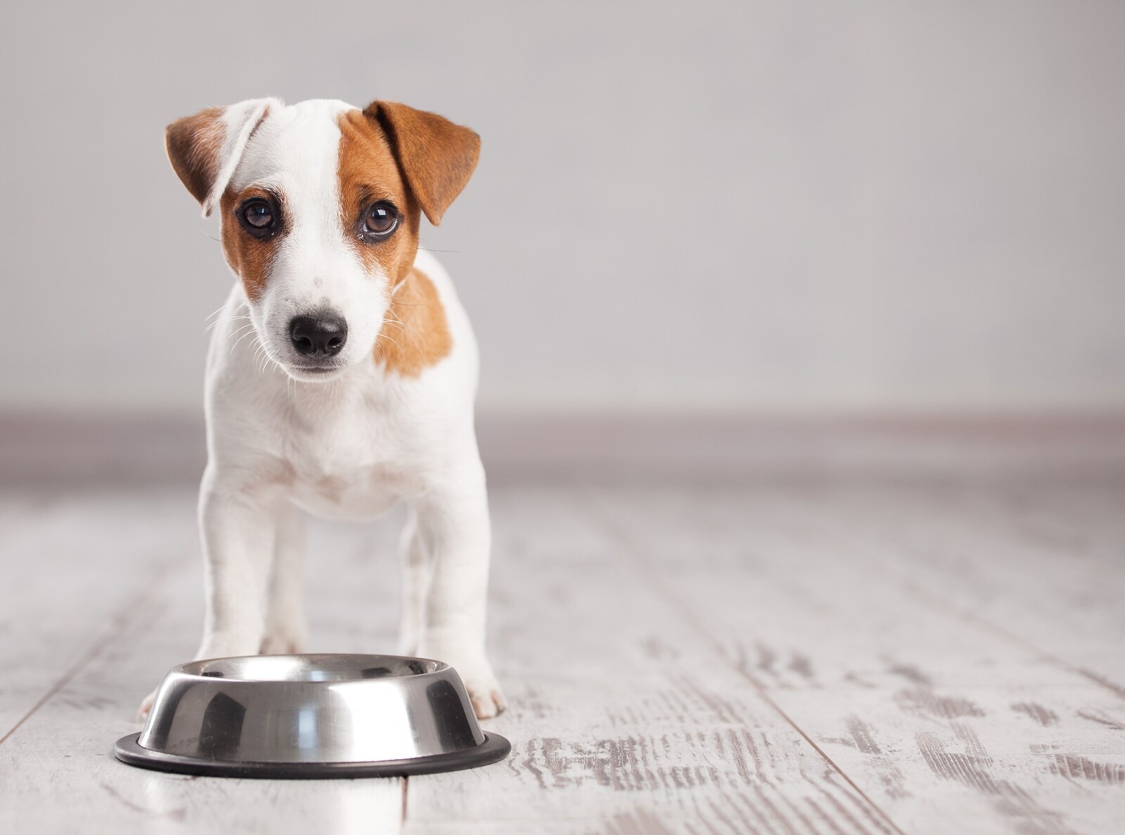 Jack Russell Terrier puppy stands behind silver dog bowl on gray wooden floor.