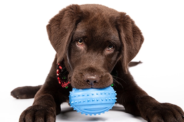 brown-labrador-with-blue-ball