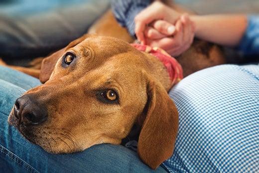 Lying dog ( Rhodesian ridgeback ) with his head on legs pregnant moms