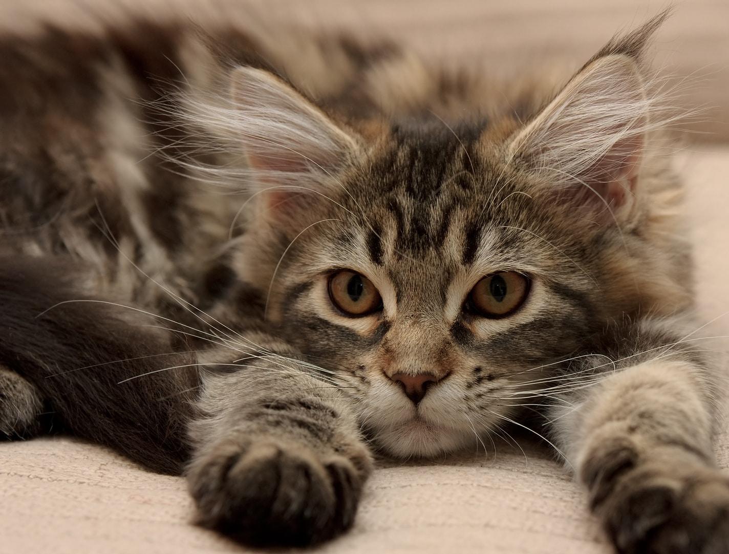 maine coon kitten lying down extending paws forward