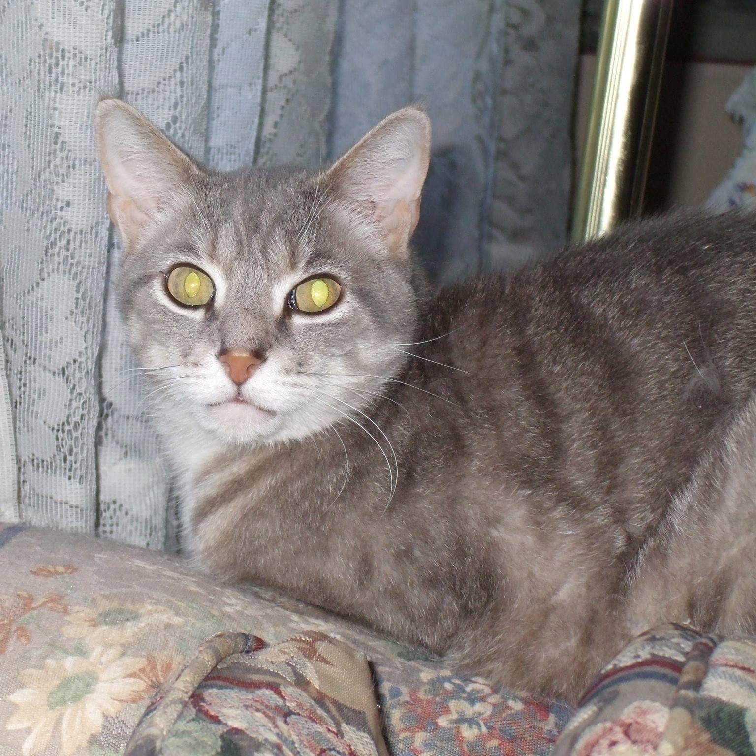 Gray cat sitting on flowered sofa