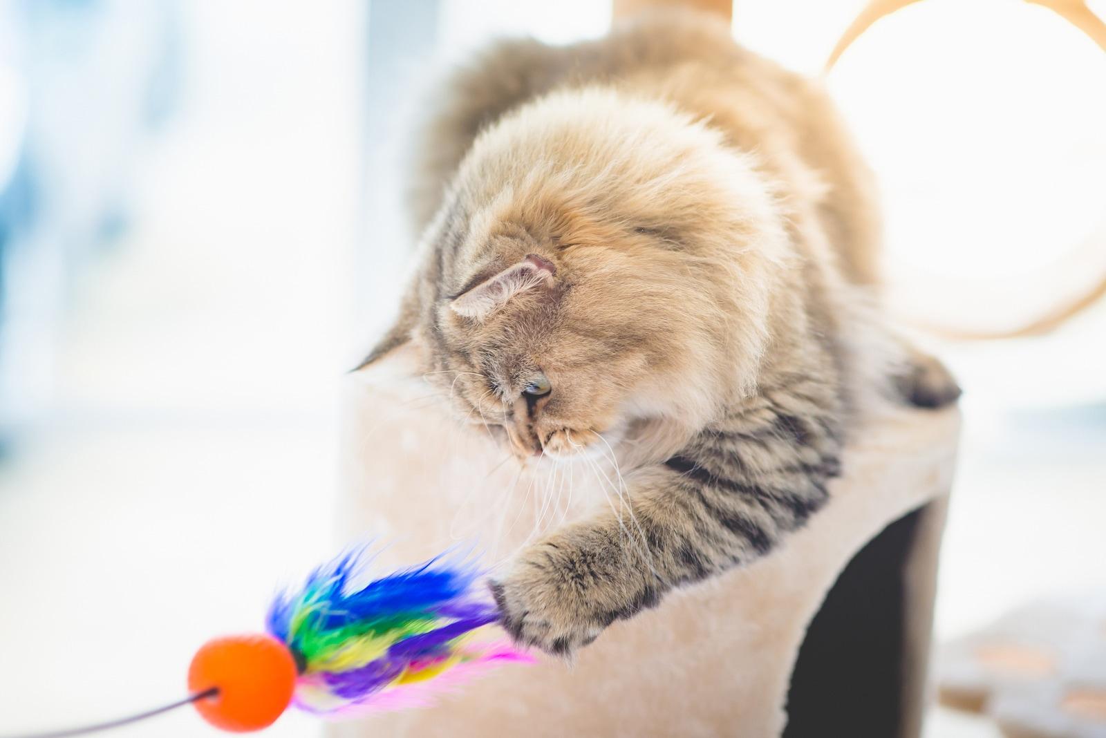 Persian cat playing with cat tower toy.