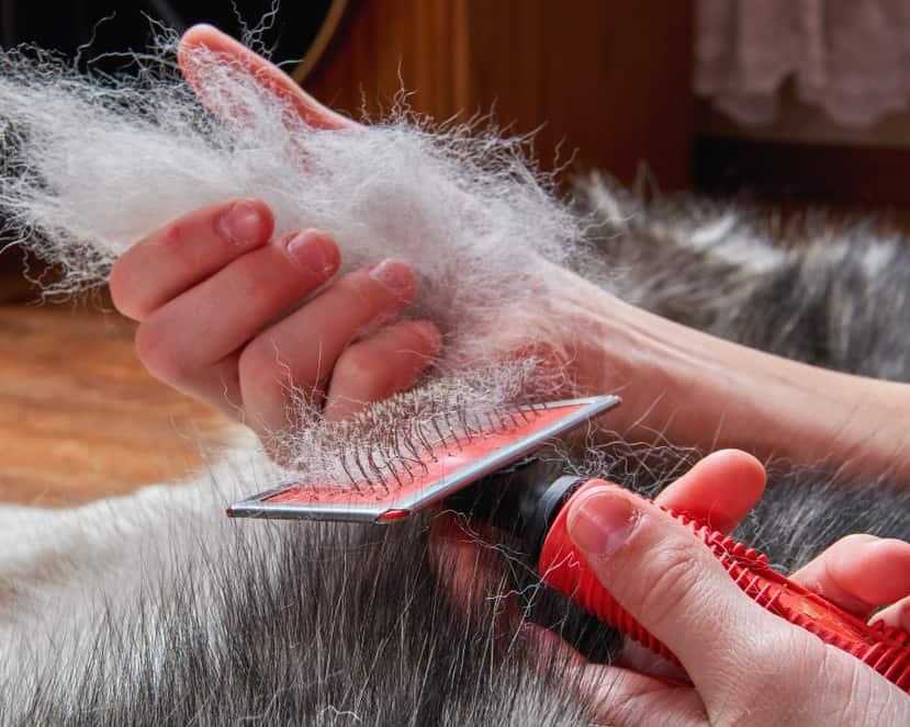 Person brushing a dog who is shedding in large clumps