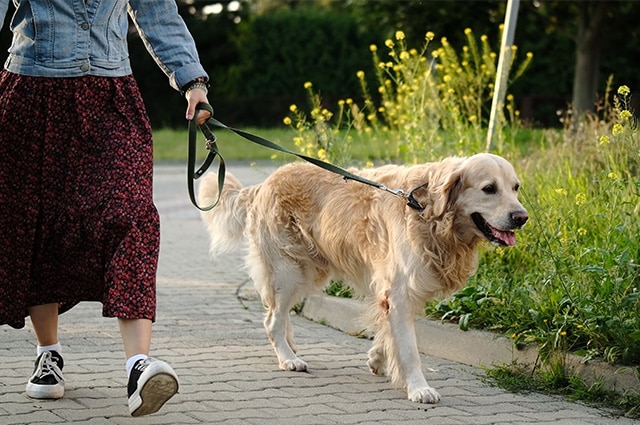 A person walking a Golden Retriever on a green leash along a paved outdoor path.
