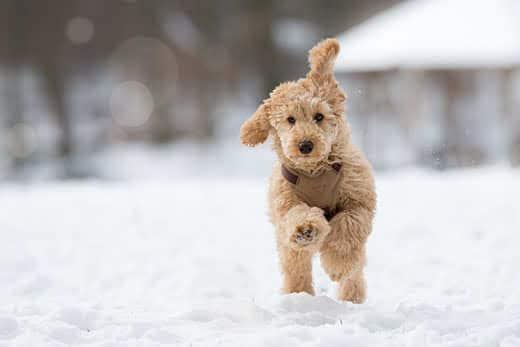 Poodle puppy in the snowy Vienna Woods, Austria - Pudel Welpe im verschneiten Wienerwald, Österreich