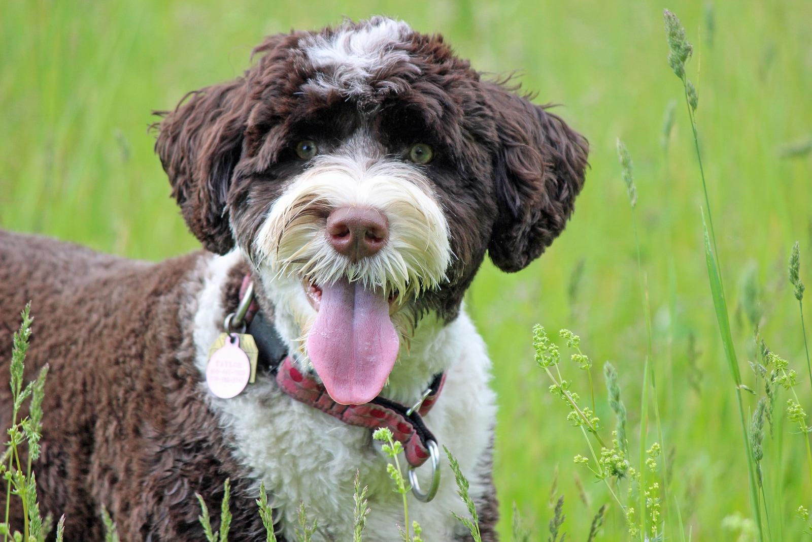 A brown and white Portuguese Water Dog looking at the camera on a hot summer day, panting.