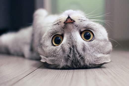Scottish Fold cat lying on the back with big yellow eyes staring straight forward.