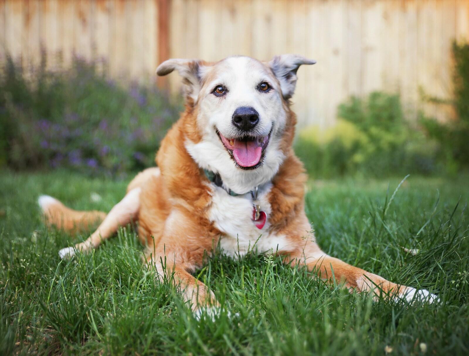 Senior dog laying in the grass in a backyard smiling at the camera