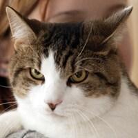 Senior Cat Image