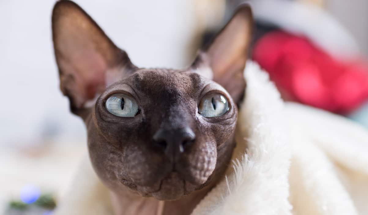 Gray hairless cat with green eyes staring up