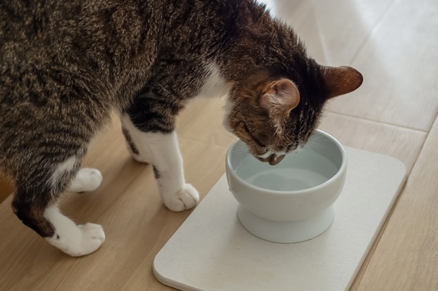 A brown tabby and white cat standing on a light wooden floor, drinking water from a raised white ceramic bowl placed on a small white mat.