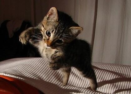 corgie-and-siamese-cat-cuddling-on-pillow