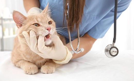 Veterinarian in blue scrubs examing the teeth of an orange cat.